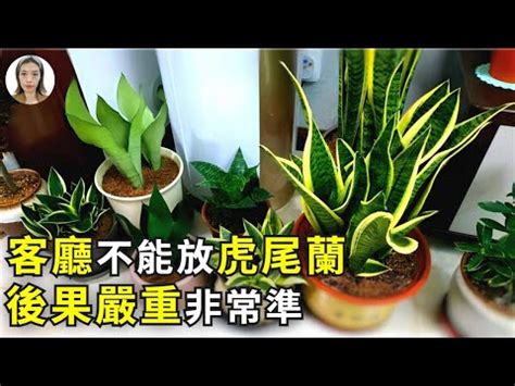 風水禁忌虎尾蘭風水|【虎尾蘭風水】虎尾蘭風水：解厄化煞、招財興運擺放。